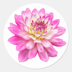 Sticker Rond Big Rose Dahlia