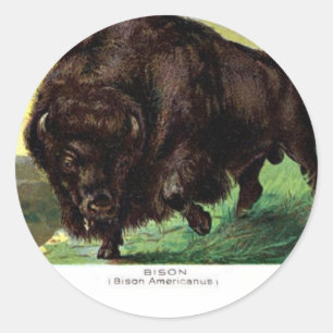 Sticker Rond Bison américain