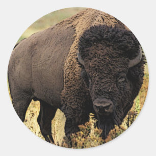 Sticker Rond Bison américain
