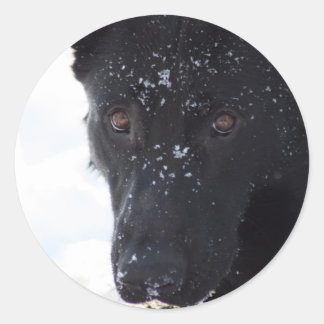 Sticker Rond Black German Shepherd