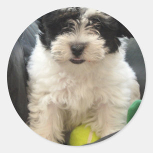 Sticker Rond Blanc de noir de chiot de délivrance de Havanese