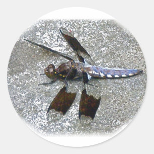 Sticker Rond Bleu