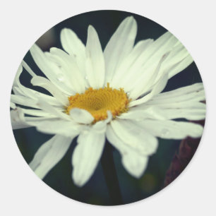 Sticker Rond Bleu blanc Fleur de marguerite