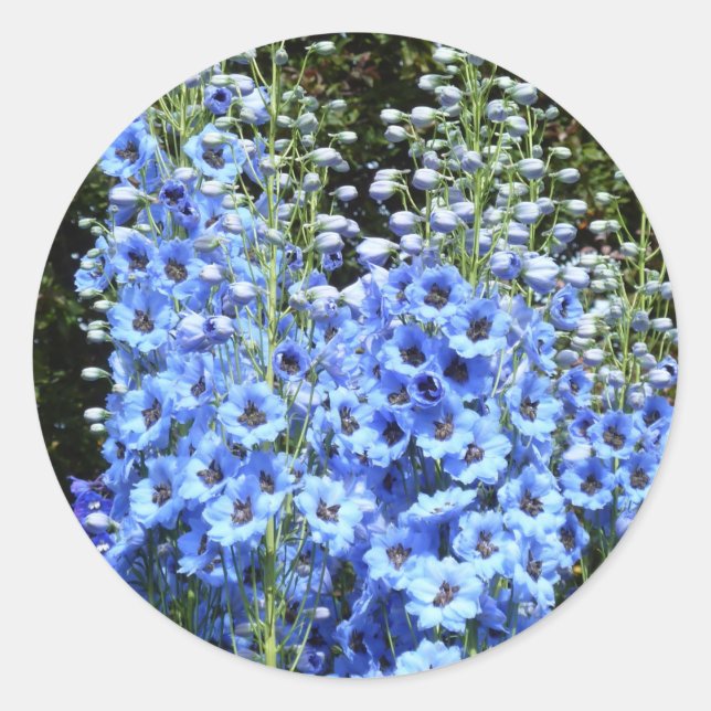 Sticker Rond Bleu Delphinium Fleurs Florales Jardin Nature (Devant)