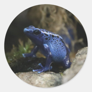 Sticker Rond Bleu Poison Arrow Grenouille Tarot Card Deck