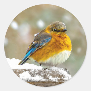 Sticker Rond Bleuet de l'Est en neige - Photo originale