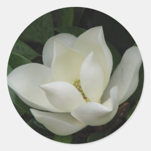 Sticker Rond Bloom des Magnolia du Sud
