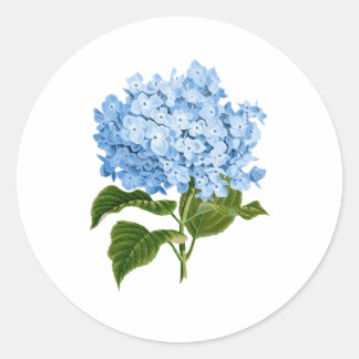 Sticker Rond Blue Hydrangea Grandmillennial