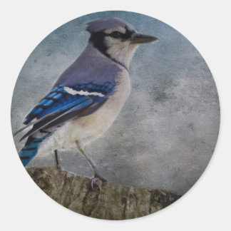 Sticker Rond Blue Jay