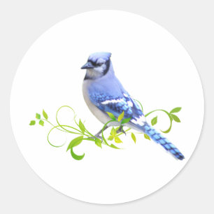 Sticker Rond Blue Jay Bird