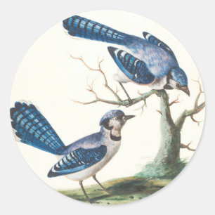 Sticker Rond Blue Jays sont de jolis oiseaux