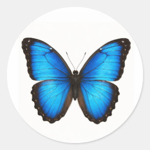 Sticker Rond Blue Morpho Brilliance
