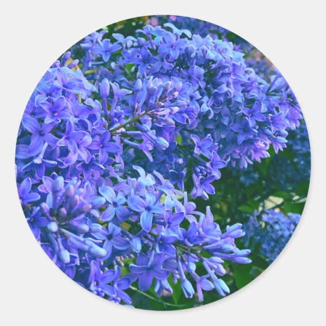 Sticker Rond Blue violet lilas romantique bleu floral photo (Devant)