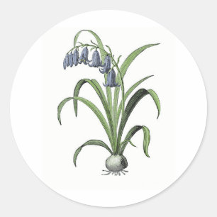 Sticker Rond Bluebell