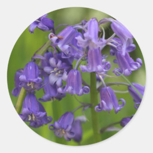Sticker Rond bluebells