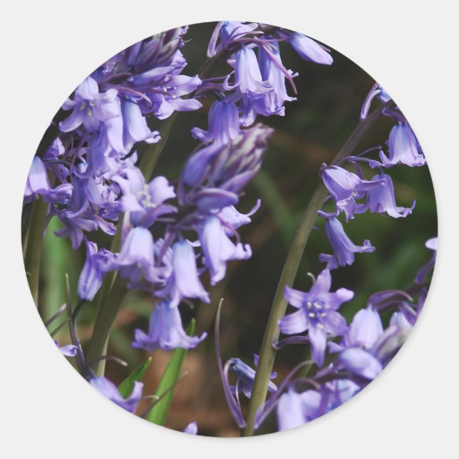 Sticker Rond Bluebells Fleurs Nature Floral Bleu Violet Fleur (Devant)