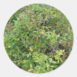 Sticker Rond Blueberry Bush