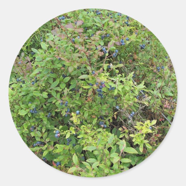 Sticker Rond Blueberry Bush (Devant)