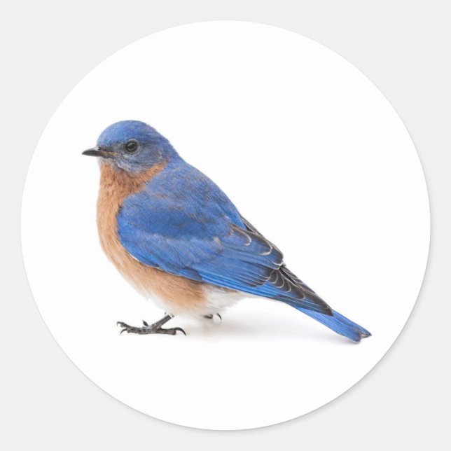 Sticker Rond Bluebird (Devant)