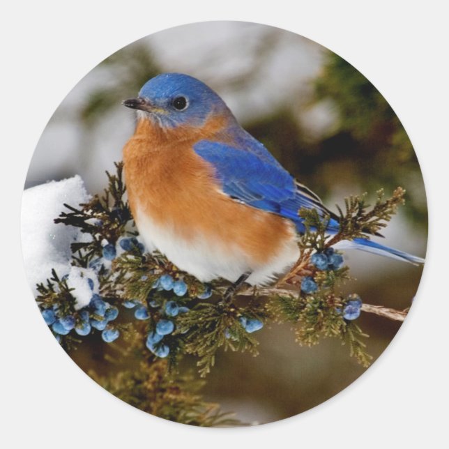 Sticker Rond Bluebird (Devant)