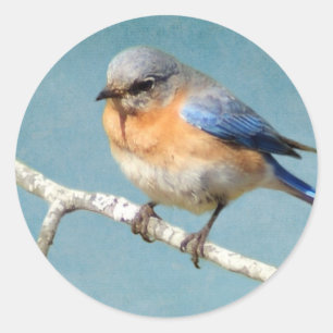 Sticker Rond Bluebird