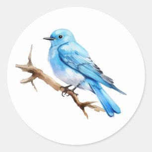 Sticker Rond Bluebird de montagne