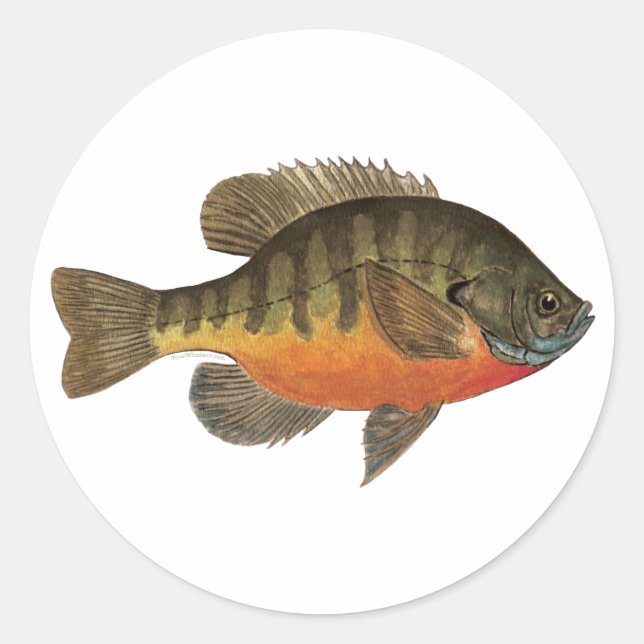 Sticker Rond Bluegill Bream (Devant)