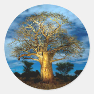 Sticker Rond Bobab (Adansonia) Arbre Éclairé Par La Lune