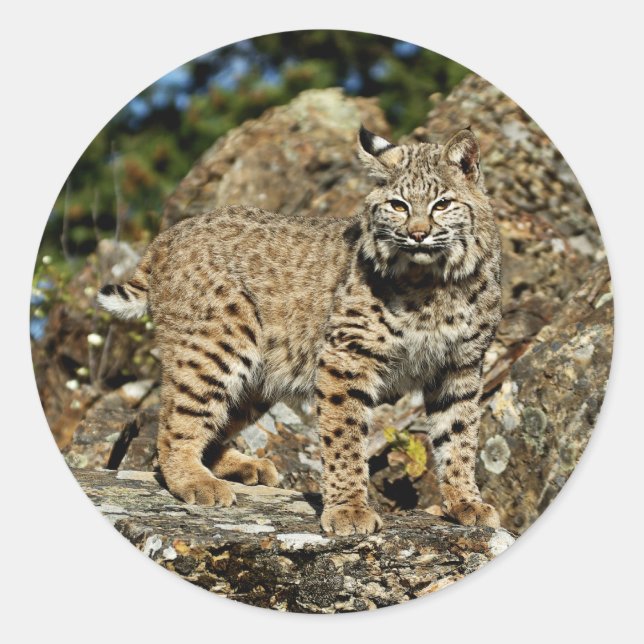 Sticker Rond Bobcat sur les rochers (Devant)