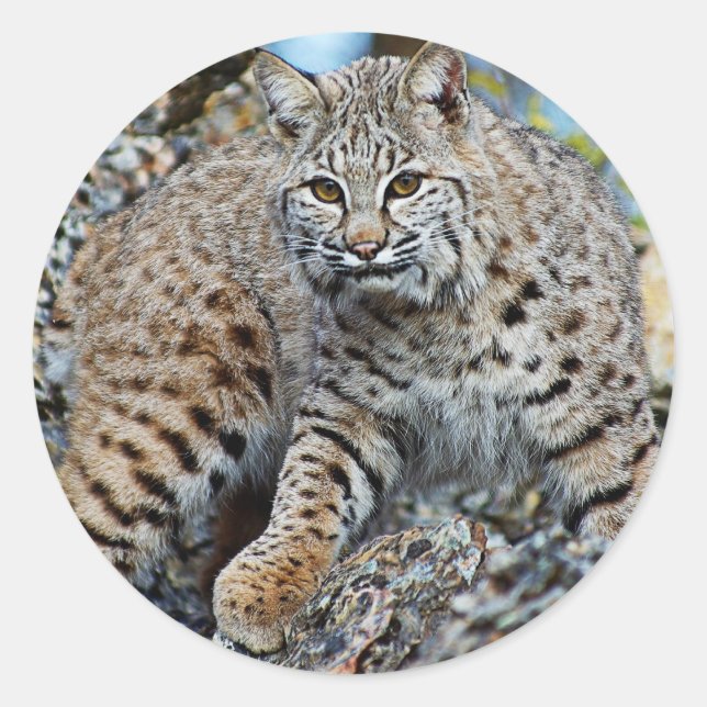 Sticker Rond Bobcat sur les rochers (Devant)