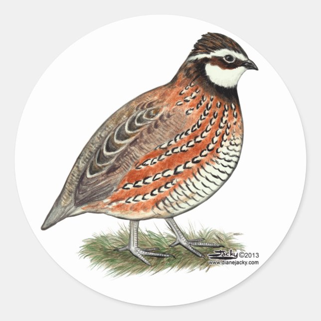 Sticker Rond Bobwhite Quail (Devant)