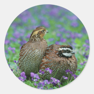 Sticker Rond Bobwhite Quail Photographie