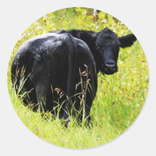 Sticker Rond Boeuf d'Angus dans l'herbe jaune grande