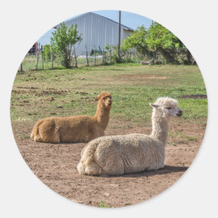 Sticker Rond Bon look Llamas (lama glama) sur Green Grass