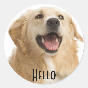 Sticker Rond Bonjour mignon Golden Retriever Chien Chien Sticke
