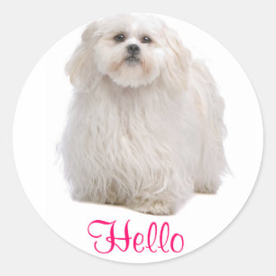 Sticker Rond Bonjour White Shih Tzu Chien Chien Chien Chien Sti