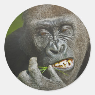 Sticker Rond Bonne année de l'astrologie de gorille de singe