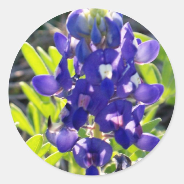 Sticker Rond Bonnet bleu (Devant)