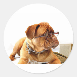 Sticker Rond Bordeaux Mastiff, poison de French Mastiff Bordeau