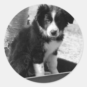Sticker Rond Border Collie