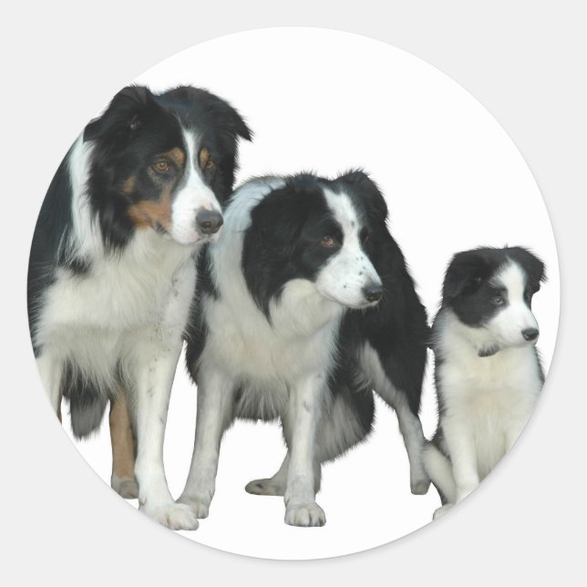 Sticker Rond Border Collie Dogs (Devant)