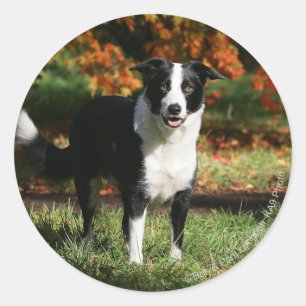 Sticker Rond Bordure Collie Automne Debout