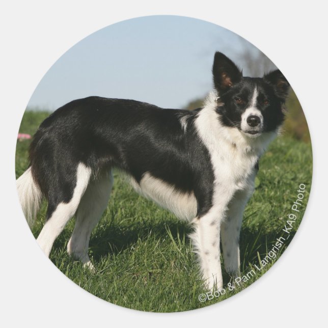 Sticker Rond Bordure Collie Debout (Devant)