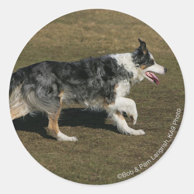 Sticker Rond Bordure Collie Exécution 1 (Devant)