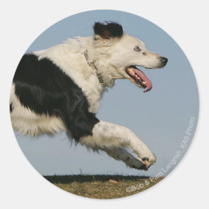 Sticker Rond Bordure Collie Exécution 2