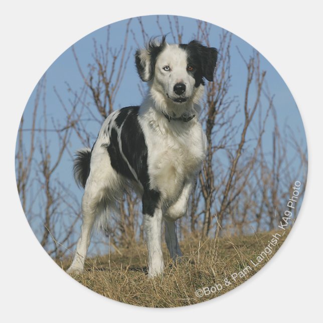 Sticker Rond Bordure Collie Leg (Devant)