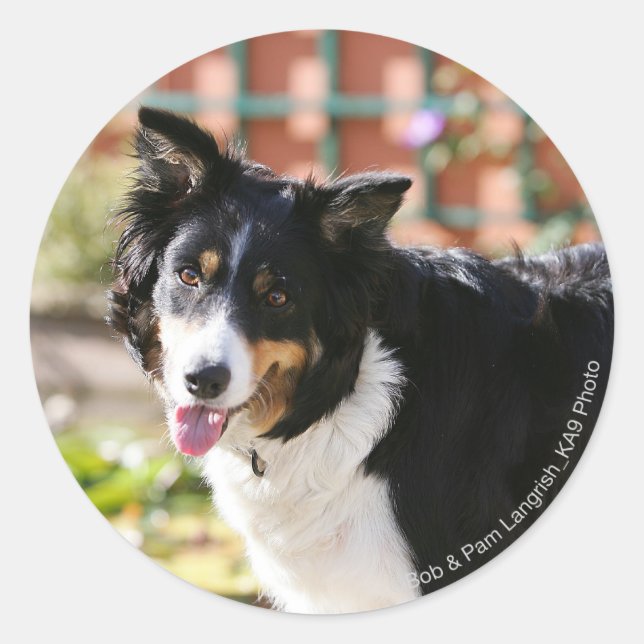 Sticker Rond Bordure Collie Panne 1 (Devant)