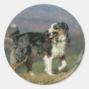 Sticker Rond Bordure Collie Panne 2