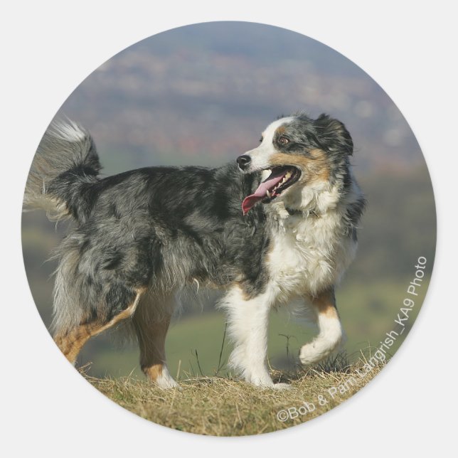 Sticker Rond Bordure Collie Panne 2 (Devant)