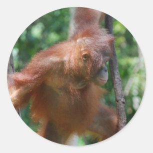 Sticker Rond Bornéo Grand Ape Orangutan
